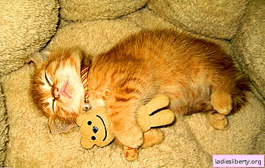 Le chaton dort constamment: pourquoi, que faire, que ce soit pour le réveiller ou pour le conduire chez le vétérinaire. Somnolence chez les chatons: norme ou violation?