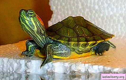 Trachemys: wie man sich zu Hause kümmert. Wie man mit der Rotohrschildkröte zu Hause umgeht, sie füttert und sie pflegt