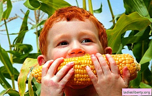 Corn: beneficial properties for the human body. Corn: useful properties of the product in traditional medicine and cosmetology