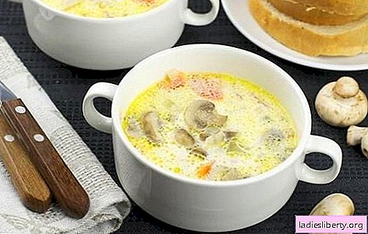 Sopa de pollo con champiñones: un excelente primer plato. Recetas simples para sopa de pollo con champiñones: frescas, secas y enlatadas