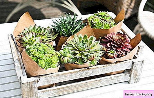 A piece of desert in the house - unpretentious greens? How to care for succulents and propagate them at home
