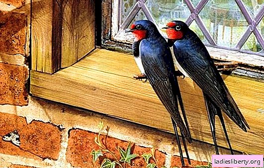 Swallow voló hacia la casa o hizo un nido. ¿Cuál es la señal que podría suceder?