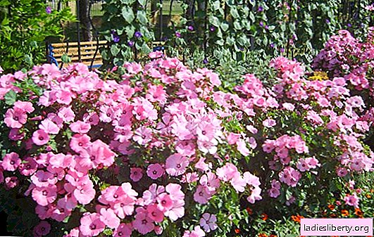 Lavatera: planting and care, how to grow seedlings of lavatera. Diseases and Pests Lavaters: Control Methods