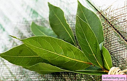 Folhas de louro - um tempero e remédio útil! Como usar uma decocção de folhas de louro
