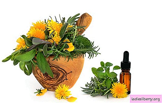 The healing properties of dandelion: use in traditional medicine. Effective dandelion recipes: use in traditional medicine