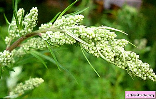 The medicinal properties of the wormwood plant: the benefits of the composition, methods of application. The dangers of home treatment for wormwood: harm to the body