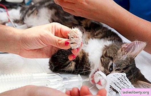 Leucemia en gatos: síntomas, tratamiento, diagnóstico, prevención. ¿La leucemia en los gatos es peligrosa para los humanos?