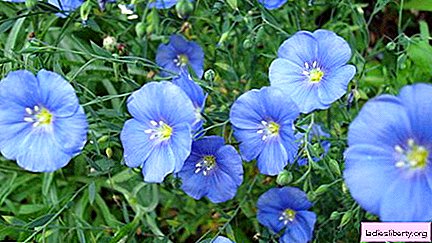 Flax - medicinal properties and use in medicine