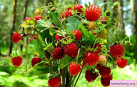 Strawberi liar: baik dan membahayakan buah. Apakah sifat-sifat perubatan stroberi liar, kepada siapa ia kontraindikasi?