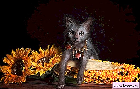 Lika or Werewolf Cat: breed features