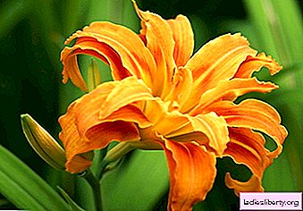 Lilies - growing, care, transplanting and reproduction
