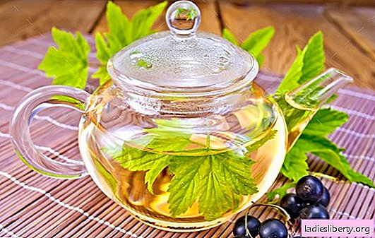 Blackcurrant leaves - contraindications and benefits. How to brew and consume blackcurrant tea