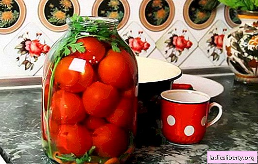 Las mejores recetas para tomates bajo la tapa de capron. Cómo preparar tomates bajo la tapa de capron: consejos de azafatas experimentadas