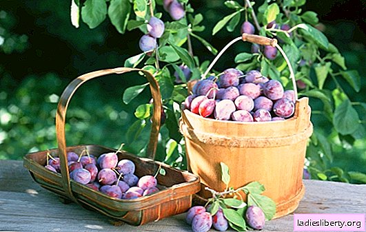 As melhores variedades auto-férteis e frutíferas de ameixas para dar: descrição e foto. Uma seleção das variedades de ameixa mais resistentes ao frio: as melhores variedades