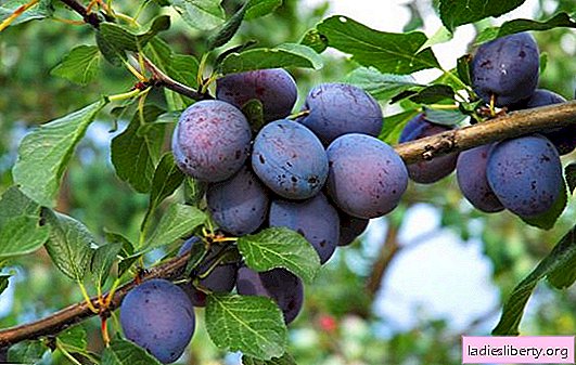 Les meilleures variétés de prunes fabriquées par nos soins: caractéristiques, photos et descriptions. Caractéristiques de la plantation de variétés auto-fertiles et du soin des prunes