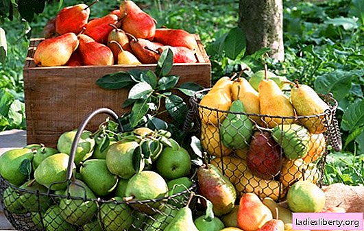 As melhores variedades de peras: diferenças e vantagens. Como escolher o melhor grau de peras