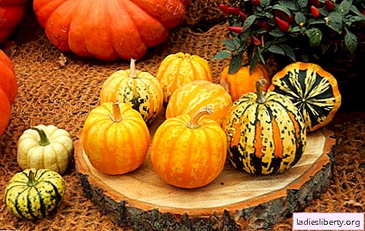 The best varieties and varieties of pumpkins for different regions of Russia (photo). Description of muscat, hard-bark and large-fruited pumpkin varieties