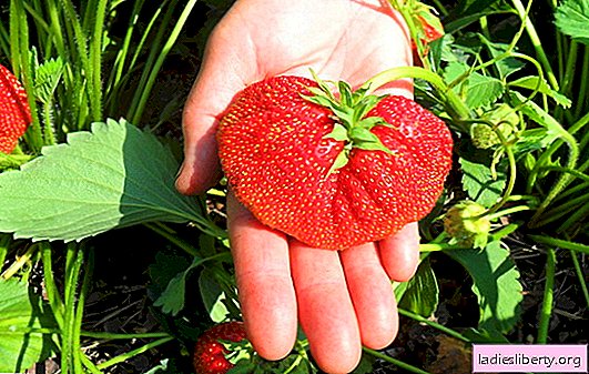 The best varieties of strawberries are popular and new. Which variety to choose depending on the region of residence: an overview of the best varieties of strawberries