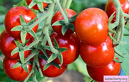 Les meilleures variétés de tomates cerises rouges et jaunes pour différentes régions du pays: avec photo et description. Tomates cerises basses et hautes - les meilleures variétés