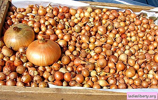 Las mejores variedades de conjuntos de cebolla para cultivar en Rusia. Foto de las mejores variedades de conjuntos de cebolla de diferente madurez