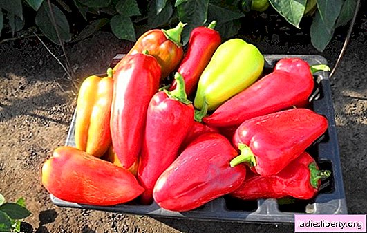 Najboljše sorte paprike za odprto tla. Pregled najboljših sort paprike za odprta tla in folije