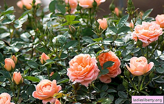 The best varieties of roses in your area. We choose the best varieties of roses: scrubs, wicker, polyanthus and others