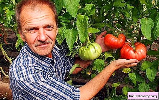The best varieties of tomatoes for Siberia. An overview of the best tomato varieties for Siberia when grown in open ground or a greenhouse