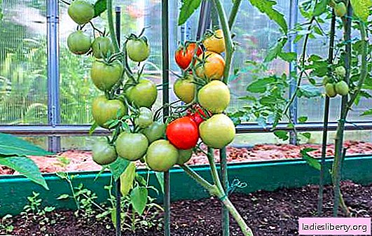 Die besten Tomatensorten für ein Polycarbonat-Gewächshaus sind Eigenschaften, insbesondere das Pflanzen, Wachsen und Pflegen. Wie wählt man eine Tomatensorte aus?