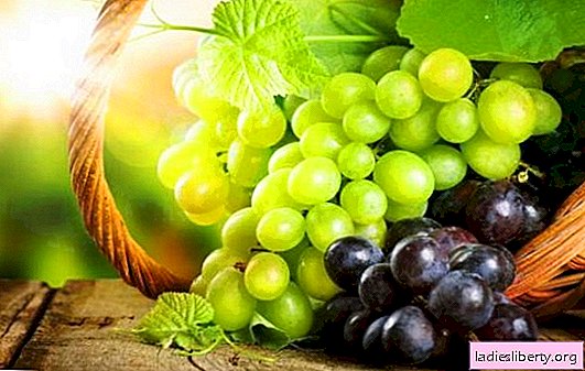 Las mejores uvas de postre y nuez moscada. Resumen de las mejores variedades de uva para todas las regiones de Rusia