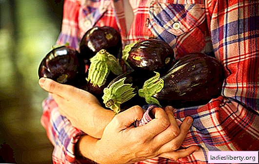 The best productive varieties of eggplant for open ground and greenhouses. What kind of eggplant is best grown in the suburbs: gardeners tips