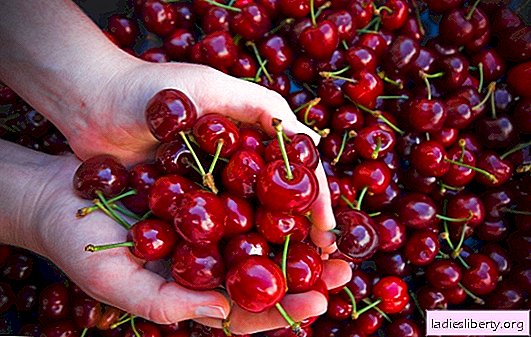 The best high-yielding, self-pollinated and undersized varieties of cherries for any region of Russia. Top 5 best winter-hardy cherries