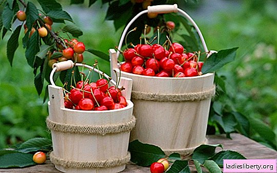 The best winter-hardy varieties of cherries for different regions of Russia with detailed characteristics and photos. A selection of the best self-producing varieties of cherries