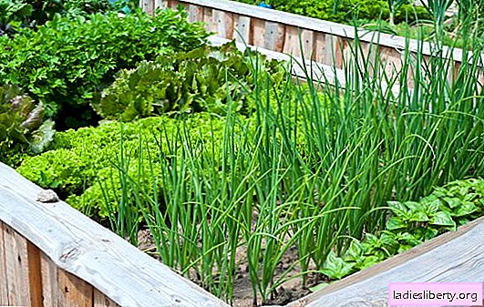 Onions in the garden - an overview of species and varieties, which is well adjacent to the beds