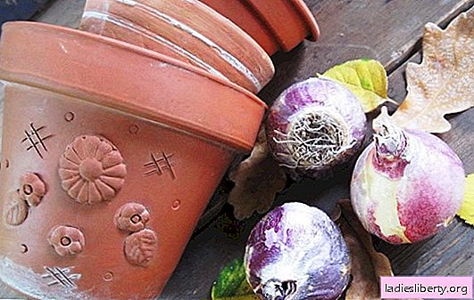 Bulbous in the garden: autumn planting of hyacinths. The subtleties of growing hyacinths and the timing of planting hyacinths in the fall (photo)