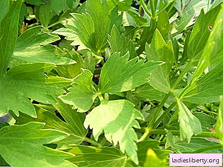 Lovage - medicinal properties and applications in medicine
