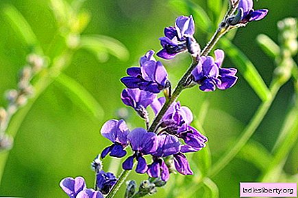 Alfalfa - medicinal properties and uses in medicine