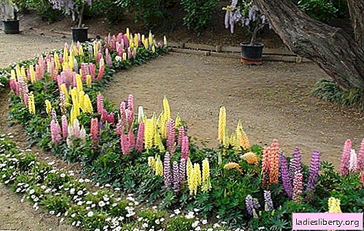 Lupin: planten en selectie van variëteiten. Zorg voor buiten voor lupines, gebruik in de bloementuin en ongediertebestrijding
