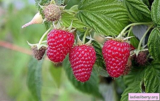 Raspberry "Patricia": a description of the variety, characteristics, advantages and disadvantages. How to grow raspberries varieties "Patricia"