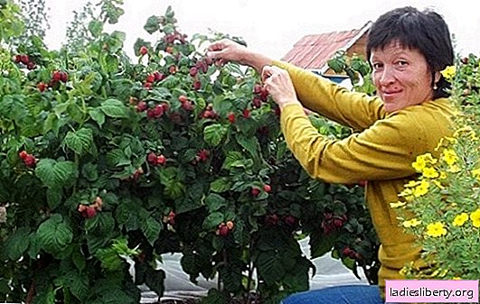 Frambuesas: creciendo y cuidando, eligiendo las variedades adecuadas. ¿Qué método de cultivo de frambuesas debería elegir un jardinero aficionado?