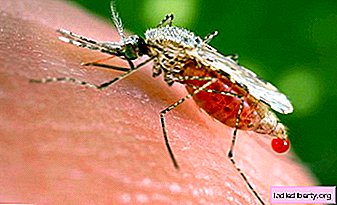 Malaria: causas, síntomas, diagnóstico, tratamiento.