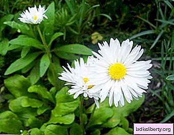 Daisies - growing, care, transplanting and reproduction