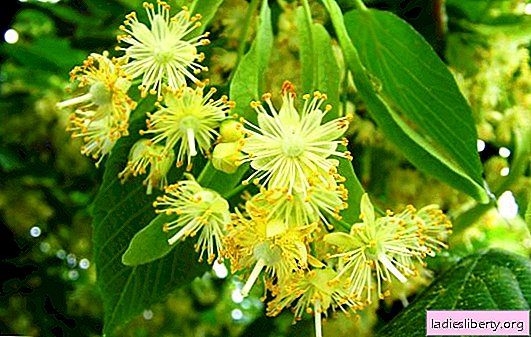 Honey linden: useful properties and contraindications. How to brew linden for the manifestation of beneficial properties