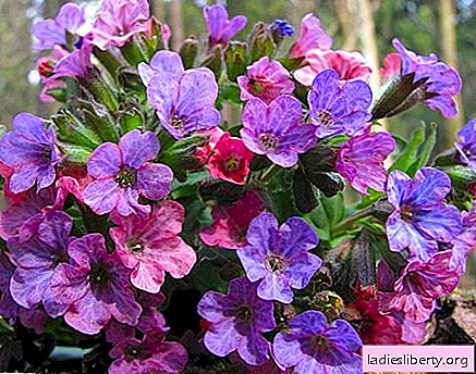 Lungwort - medicinal properties and applications in medicine
