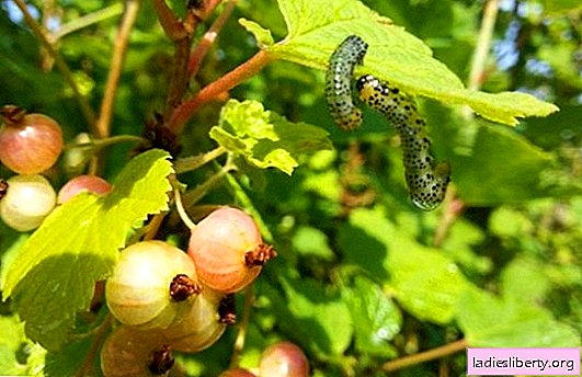 „Caterpillar“ serbentų kontrolės priemonės (nuotrauka). Geriausi būdai sunaikinti vikšrius ant serbentų ir užkirsti kelią jų atsiradimui