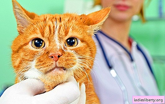 고양이의 Mycoplasmosis : 병원체, 원인은 무엇입니까? 고양이에서 마이코 플라스마를 진단하고 치료하는 방법?