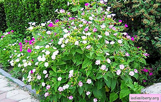 Mirabilis - we grow the night beauty of the garden. We achieve the full bloom of mirablis: planting secrets, cultivation and care