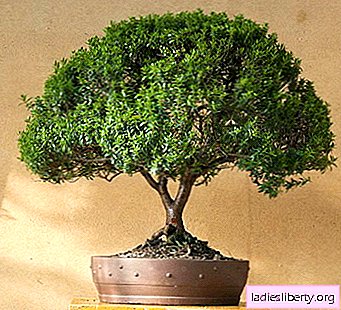 Myrtle - growing, care, transplantation and reproduction
