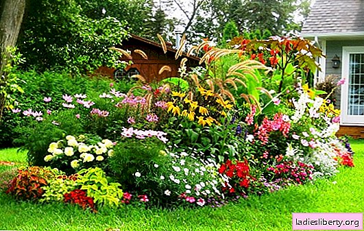 Flores perennes para el jardín que no requieren cuidados, ¡las hay! Las 10 flores perennes principales para una residencia de verano: hermosa, sin pretensiones (foto)