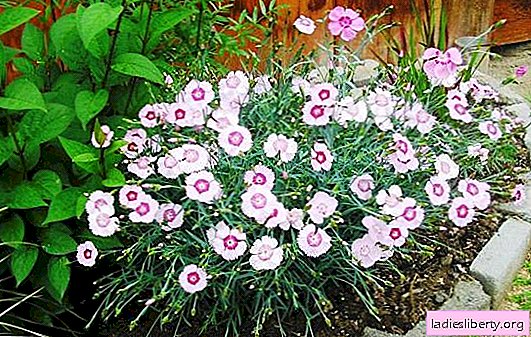 Clavo perenne: una planta indispensable en el jardín: variedades y especies (foto). Plantar, cultivar y cuidar clavos de jardín.