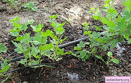 Una variedad de formas de reproducir grosellas. Características de la reproducción de grosellas espinosas y cuidado adicional de este arbusto.
